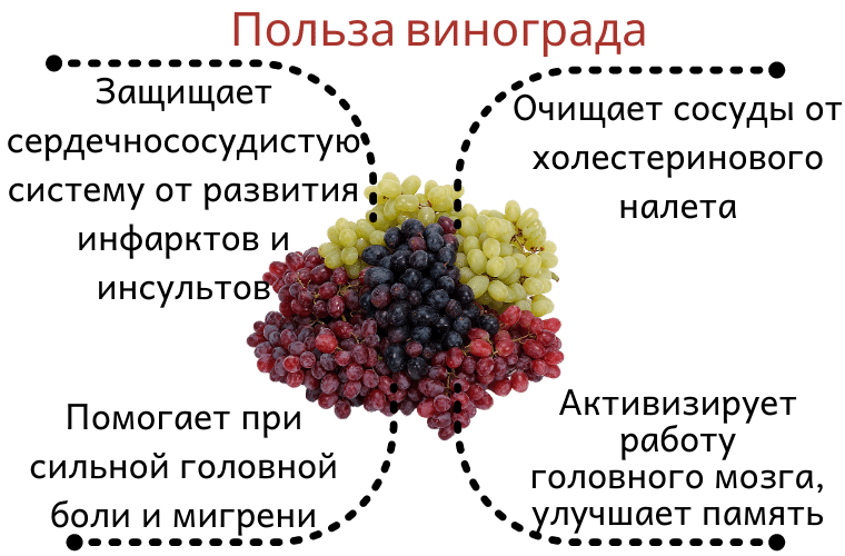 Виноград калорийность на 100. Чем полезен виноград. Виноград польза. Чем полезен виноград для организма. Что полезного в винограде.