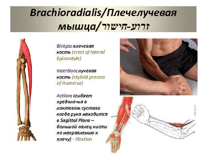 Брахиалис: как накачать мышцу - анатомия и лучшие упражнения с гантелями и на турнике, паучьи сгибания в домашних условиях
