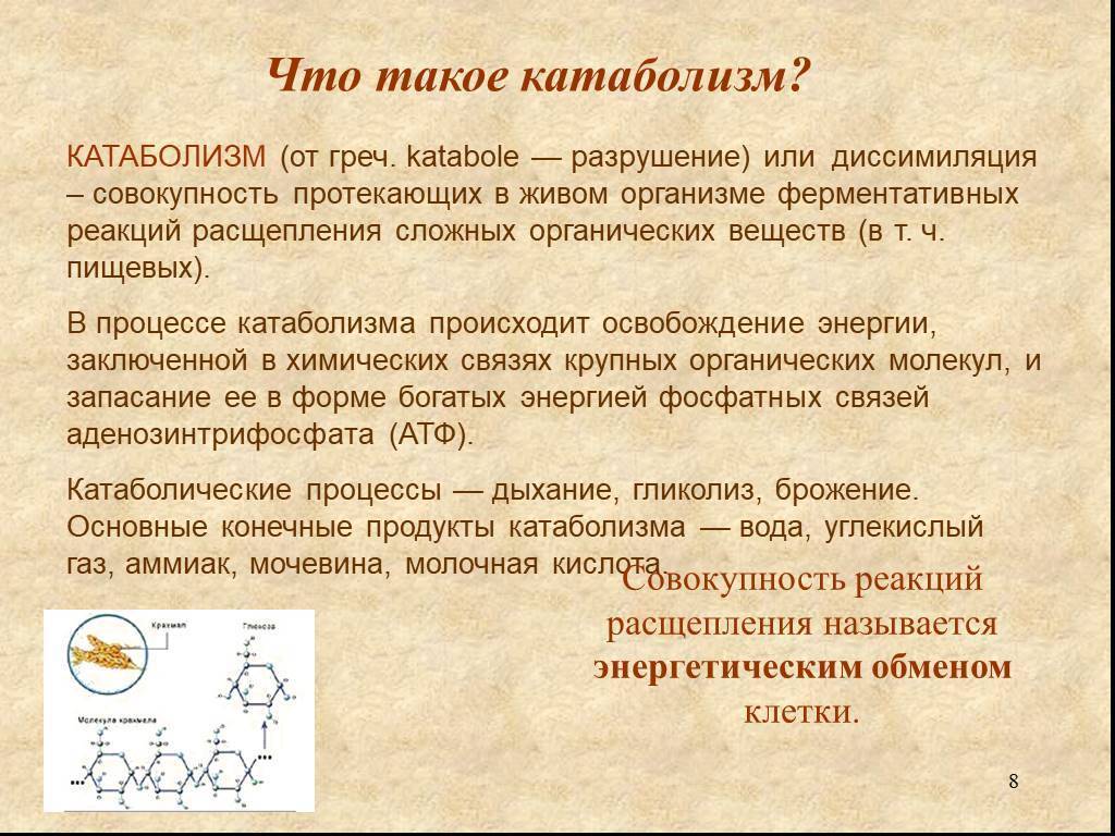 Этапы катаболизма. Катаболизм. Процессы катаболизма. Катаболизм это простыми словами.