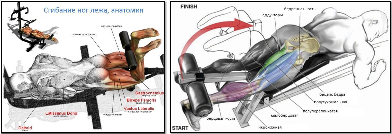 Сгибание ног в тренажере сидя: техника, мышцы, альтернатива