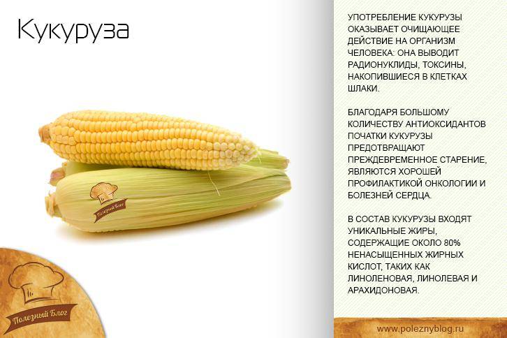 Кукуруза в початках польза и вред. Кукуруза вареная калорийность 1 початок. Калорийность кукурузы вареной 1 початок. Полезные вещества в кукурузе. Полезные качества кукурузы.