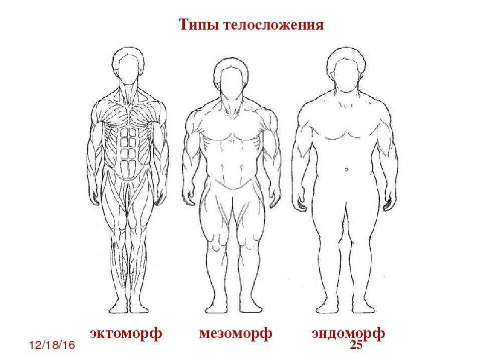 3 типа телосложения