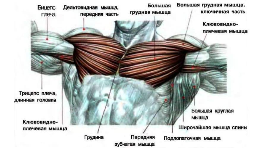 Как накачать грудь мужчине? лучшие упражнения для грудных мышц в зале