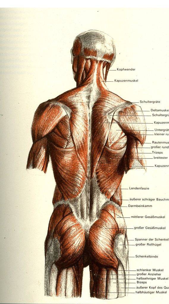 Мышцы спины человека поверхностные и глубокие, их расположение, функции, иннервация (таблица)