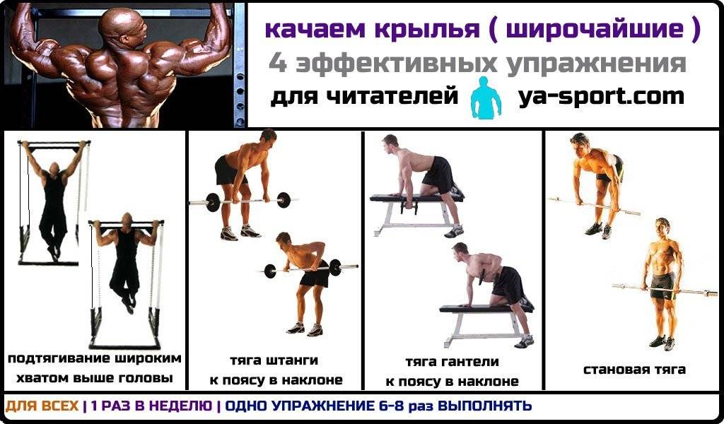 Накачать спину в тренажерном зале: силовые тренировки на массу, упражнения для развития мышечного корсета