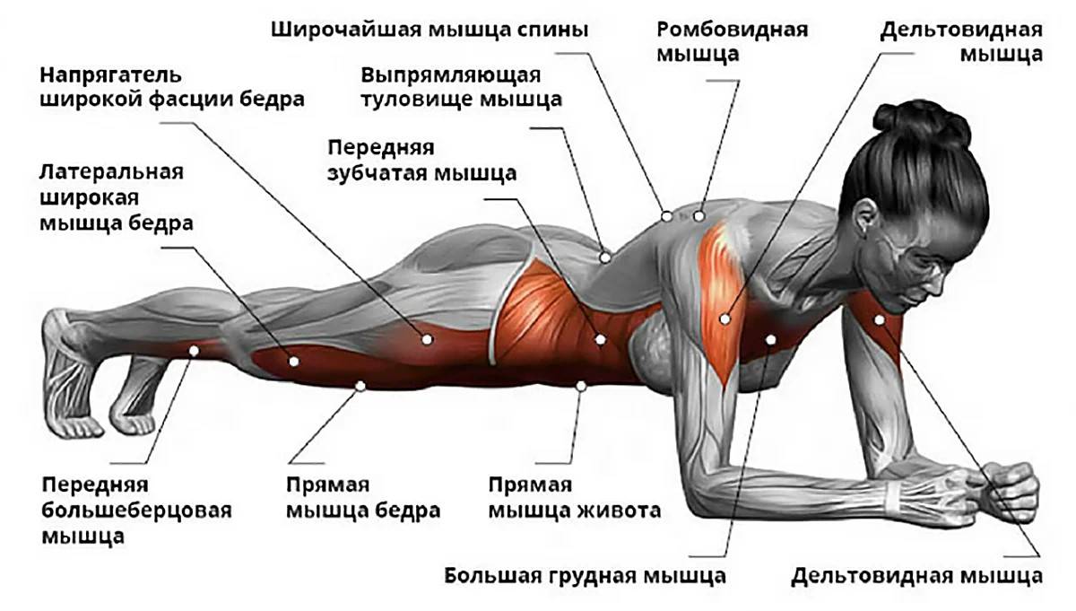 Мышцы кора