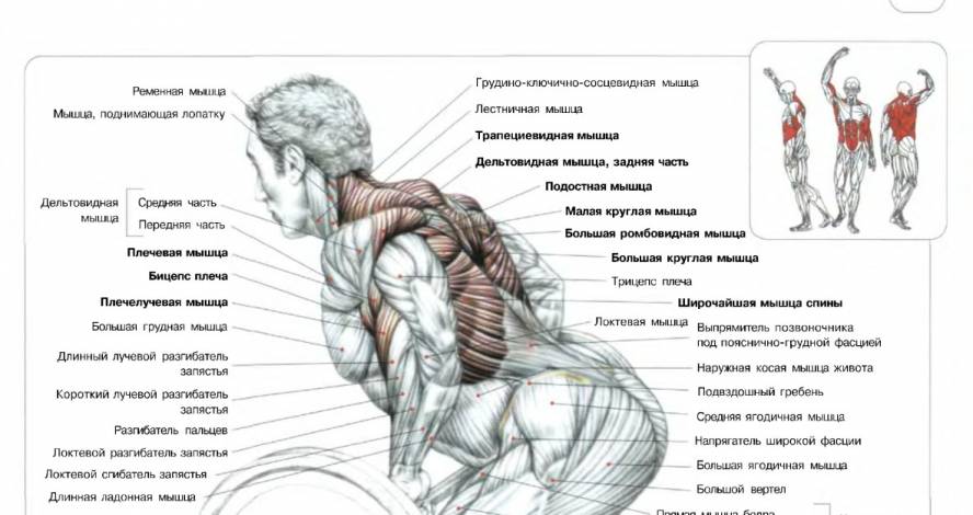Как развить и улучшить нейромышечную связь для набора мышц тела