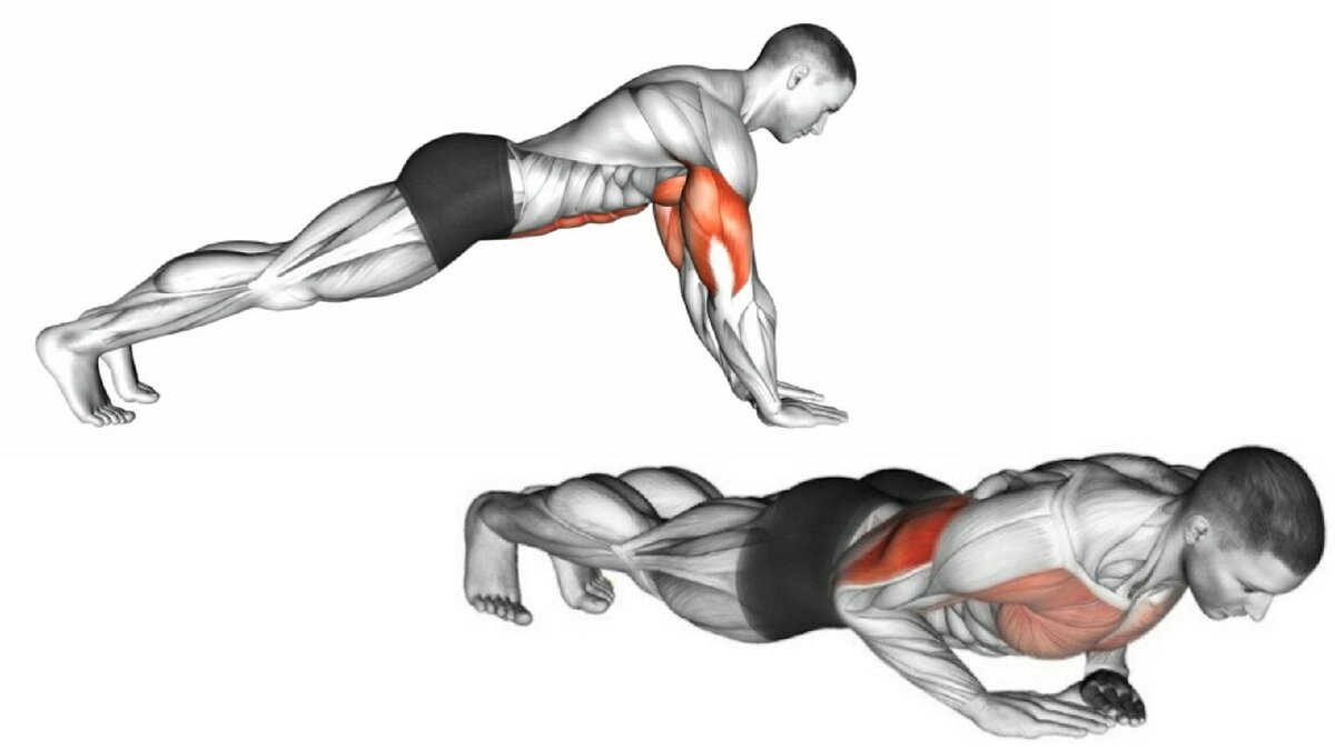 Отжимания от пола: какие мышцы качаются и работают
отжимания от пола: какие мышцы качаются и работают
