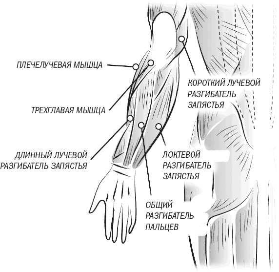 Плечелучевая мышца: как накачать брахиорадиалис