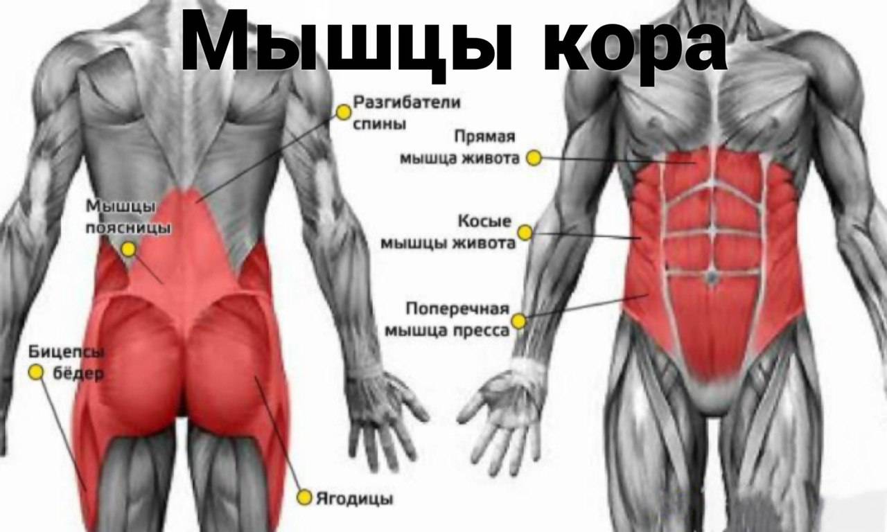 Что такое мышцы кора, упражнения для тренировки и укрепления мышц кора