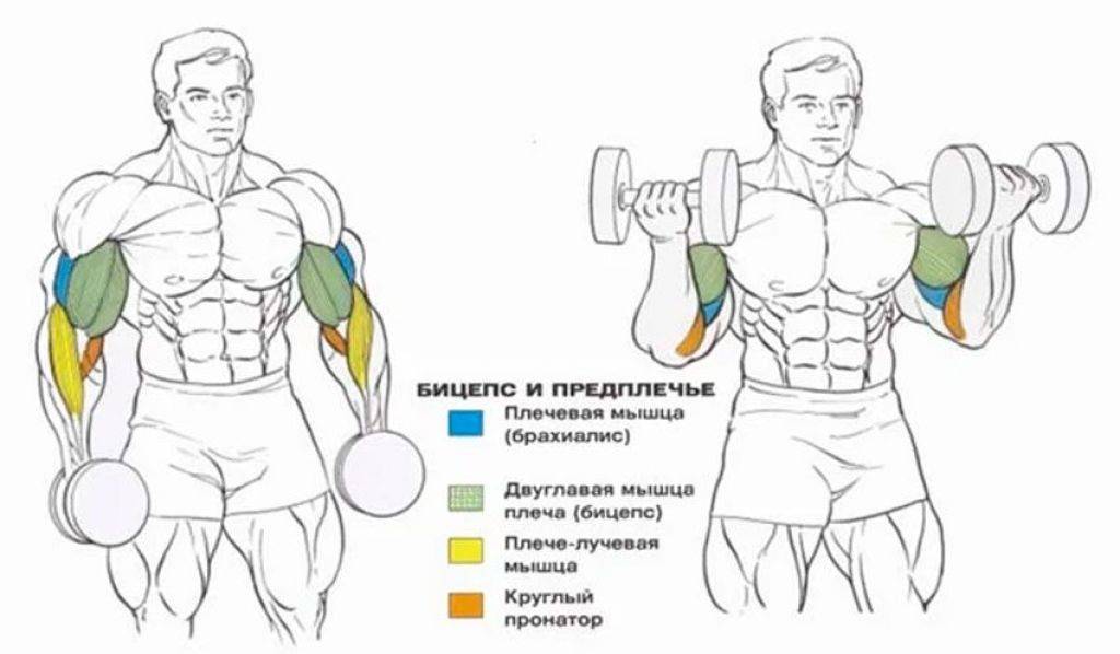 Тренировка с тендинопатией двуглавой мышцы плеча. часть 1