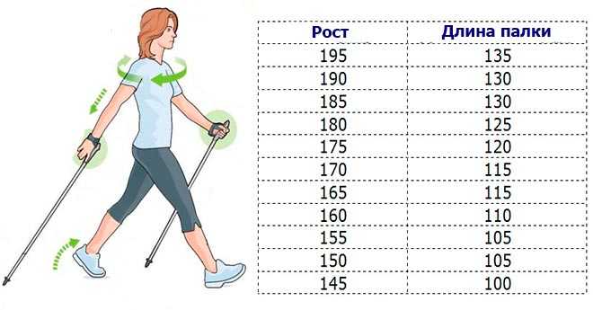 Как выбрать палки для скандинавской ходьбы правильно: таблица длины