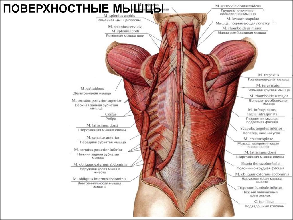 Анатомическое строение мышц спины и упражнения для тренировки