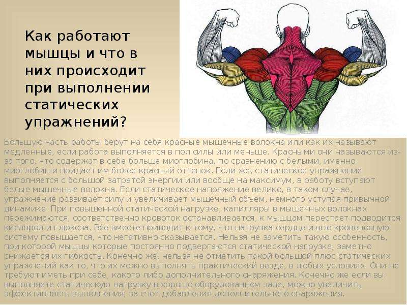Почему не растут мышцы: главные ошибки - fitlabs / ирина брехт