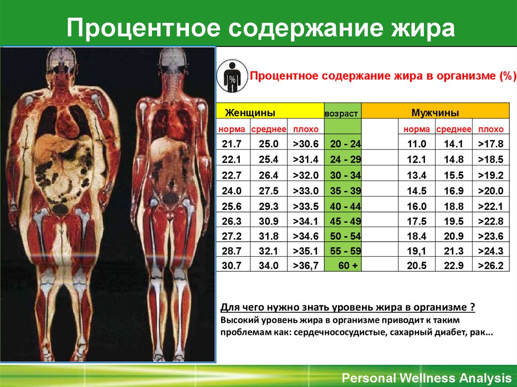 Состав тела человека в процентах: таблицы норм