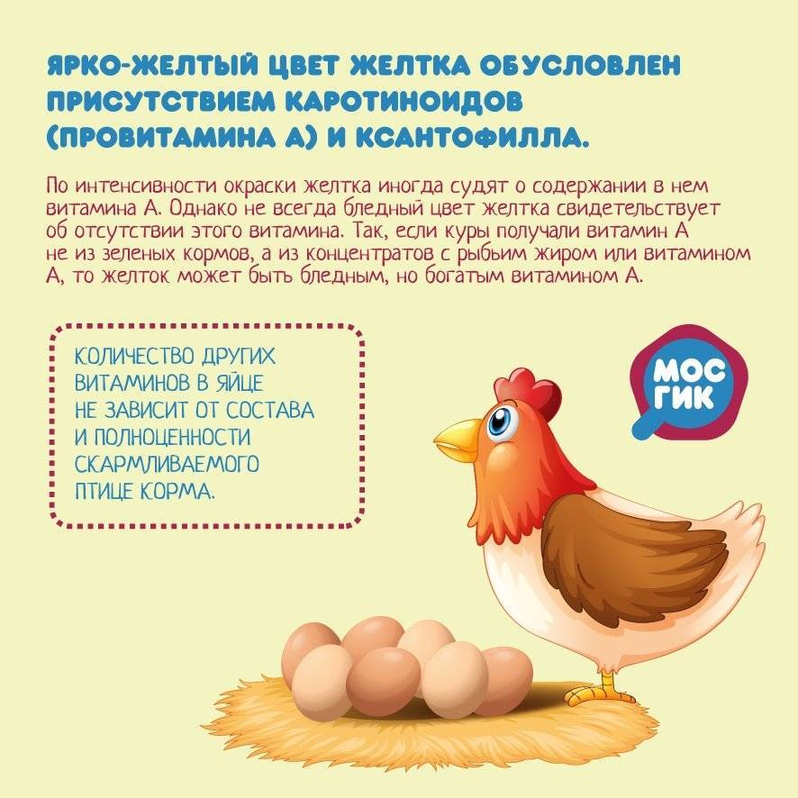По цвету яичного желтка можно определить, в каких условиях содержалась курица и стоит ли его есть