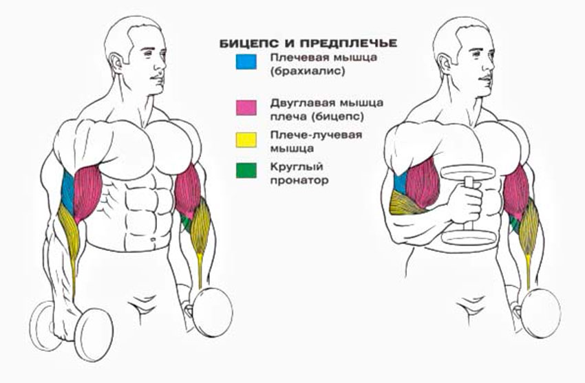 Упражнение "молот": как правильно делать подъем гантелей на бицепс хватом "молоток", какие мышцы работают