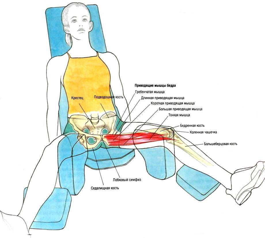 Приводящие сидя. Упражнение сведение ног. Сведение ног в тренажере мышцы. Упражнения на приводящие мышцы бедра. Сведение ног в тренажере сидя мышцы.
