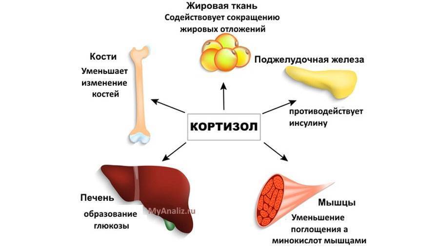 Особенности синтеза, активации и дезактивации глюкокортикоидов. биологическая роль кортизола в метаболических нарушениях | артемова | ожирение и метаболизм