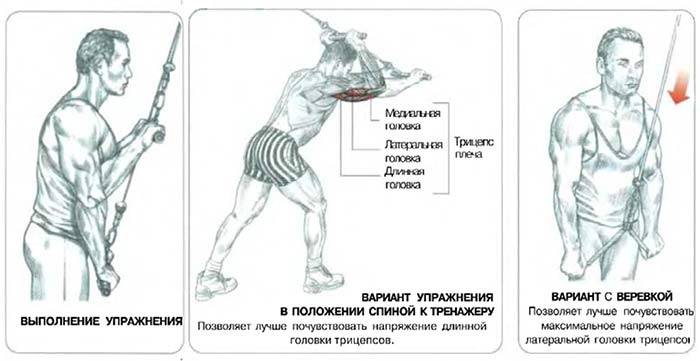 Тренируем трицепс: как выполнять разгибание рук на вертикальном блоке | rulebody.ru — правила тела