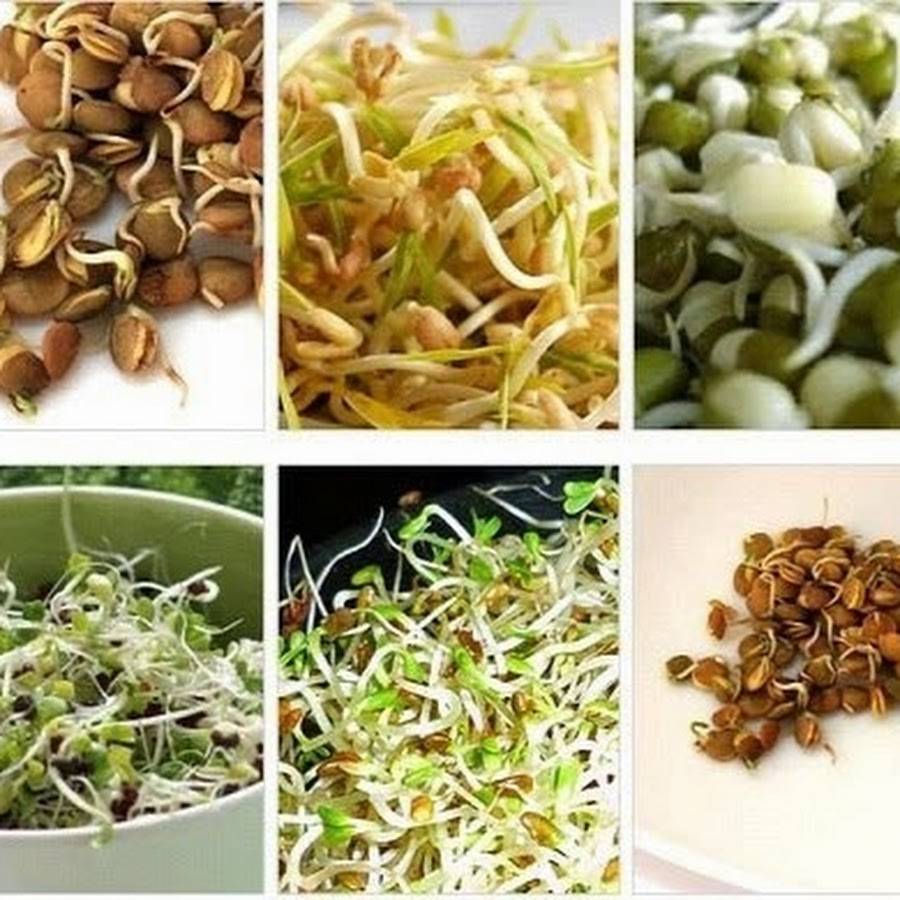 Как прорастить фасоль и сою в домашних условиях: польза бобов, способы проращивания, рецепты блюд