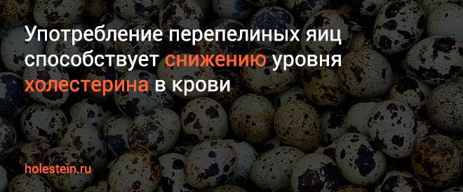 Есть ли холестерин в перепелиных яйцах – в каком количестве, опасен ли он? | dlja-pohudenija.ru