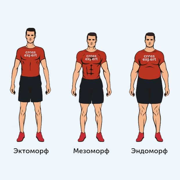 Эктоморф, мезоморф, эндоморф - как определить тип телосложения?