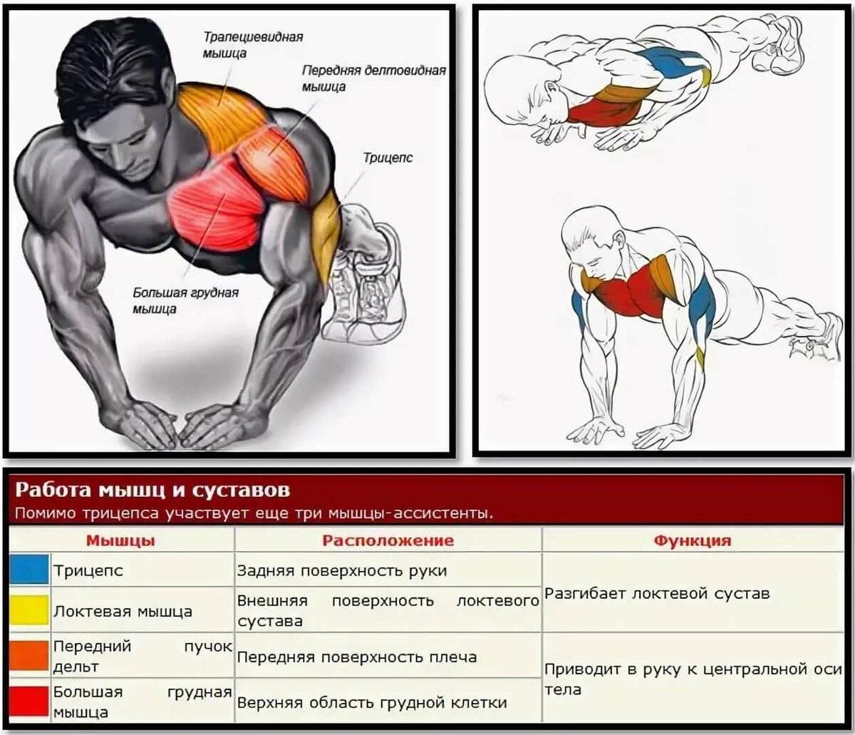 Упражнения и мышцы.