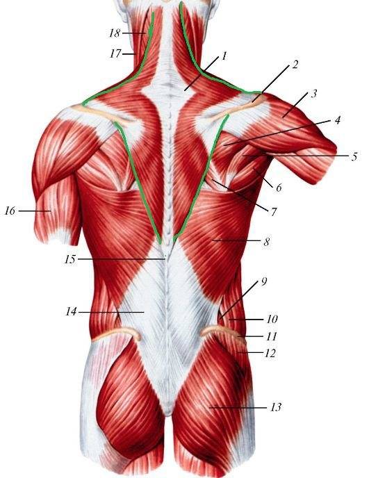 Анатомия мышц спины: строение и тренировки [обзор]