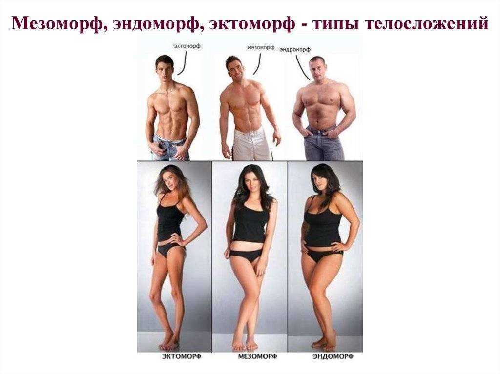 Эктоморф, мезоморф, эндоморф - как определить тип телосложения у мужчин и женщин | alkopolitika.ru