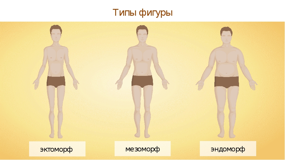 Типы телосложения мужчин- как отличить эктоморфа, эндоморфа и мезоморфа