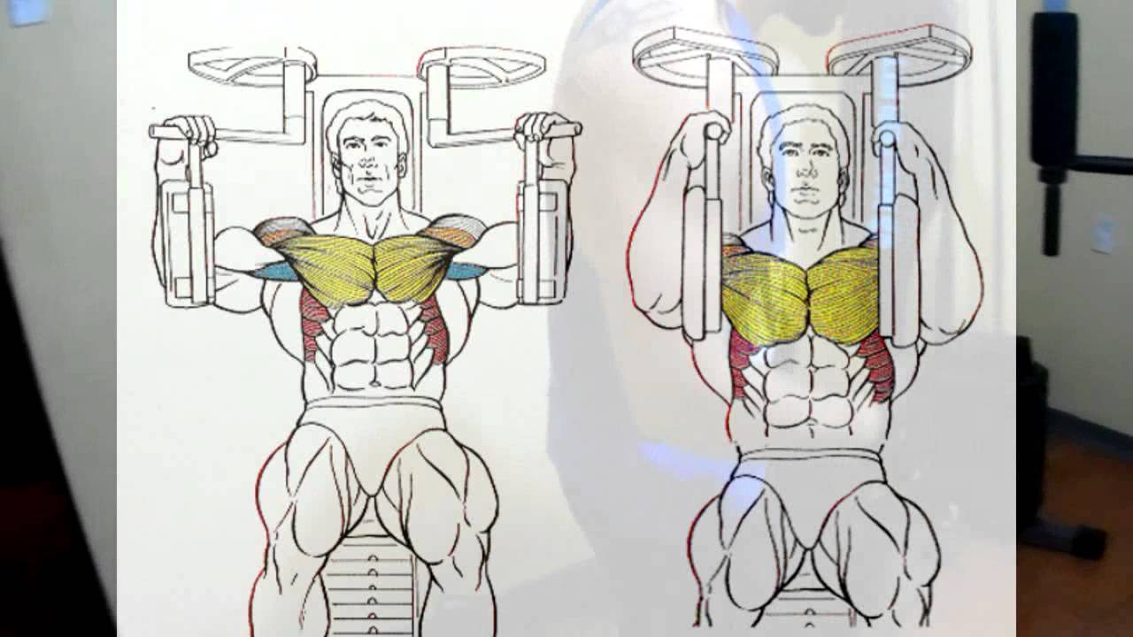 Тренажер-бабочка: на какие мышцы действует, упражнения, отзывы