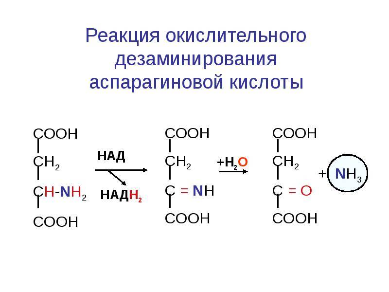 Аспарагиновая кислота 💊 - как действует, дозировка, противопоказания
аспарагиновая кислота 💊 - как действует, дозировка, противопоказания