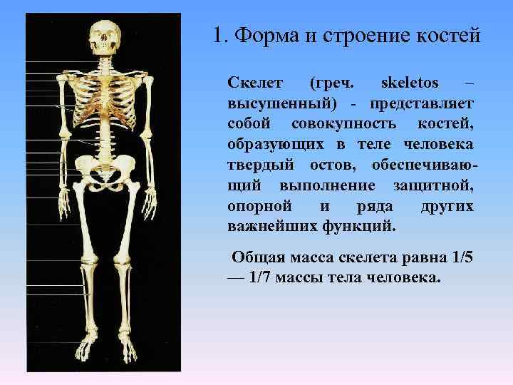 Сколько костей в теле человека взрослого