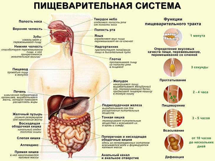 Урок 1. органы и процессы пищеварения