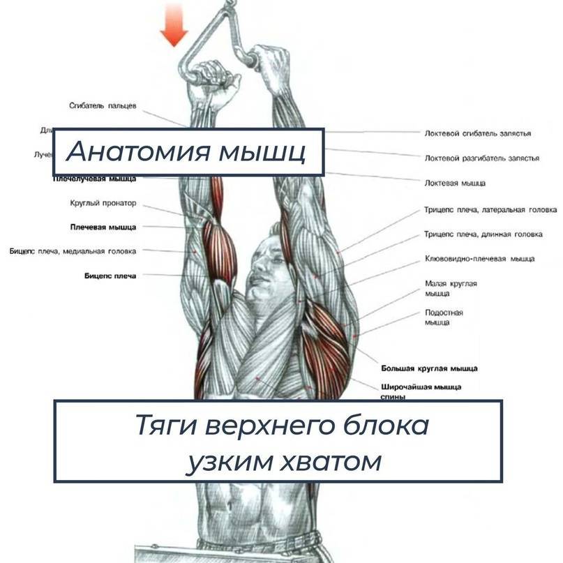 Техника выполнения и польза подтягиваний обратным хватом