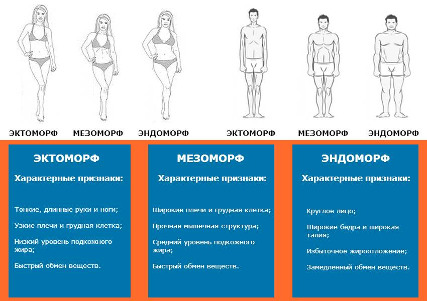 Эктоморф, мезоморф, эндоморф — как определить свой тип телосложения
