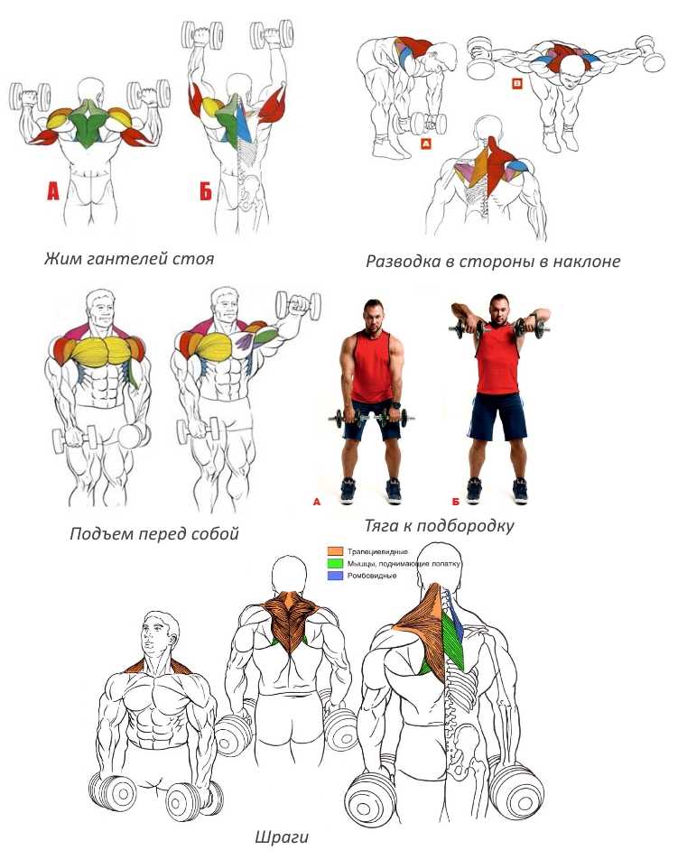 Как накачать руки: упражнения, программа и советы для тренировки мышц рук