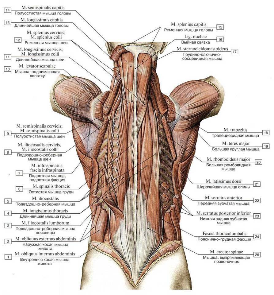 Анатомия мышц спины - бомба тело
