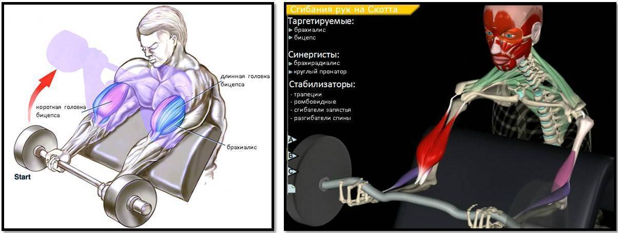 Пик бицепса: упражнения и программа тренировок для отстающего пика двуглавой мышцы плеча
