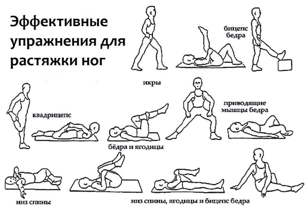 Упражнения на растяжку ног: статические и динамические, как правильно делать | training365.ru | дзен