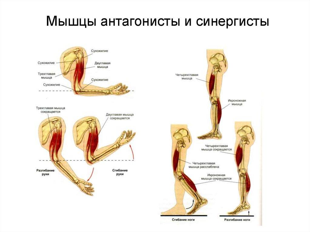 Мимические мышцы лица: как они работают • crystal touch bell's palsy clinic