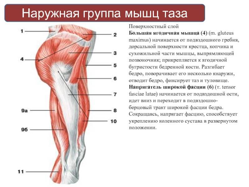 Сердечные и гладкие мышцы. их строение, отличия от основной функции