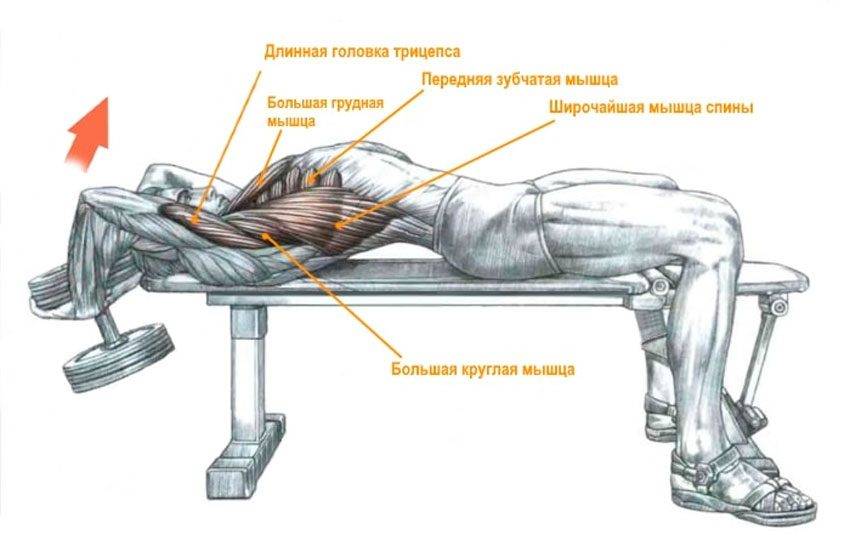 Упражнения на грудь. тренажеры для тренировки мышц груди - tony.ru