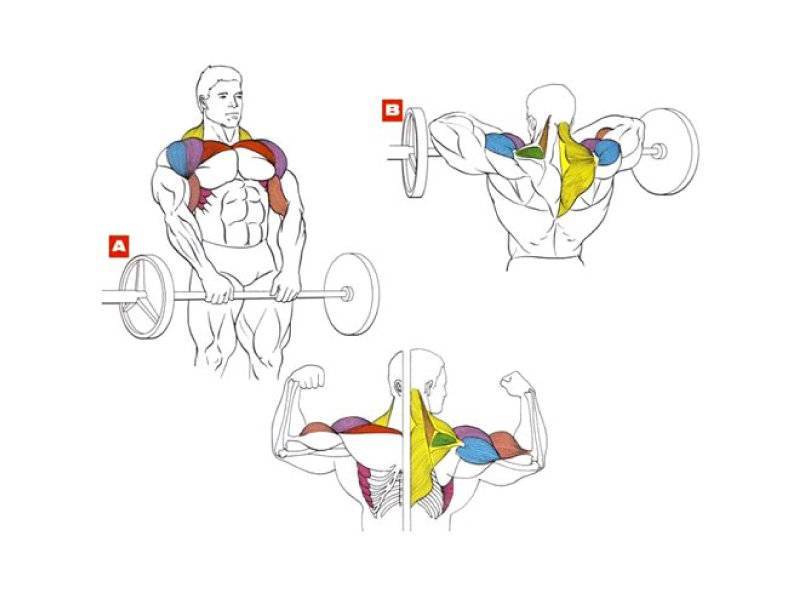 Тяга гантелей к подбородку: какие мышцы работают, техника вертикальной тяги