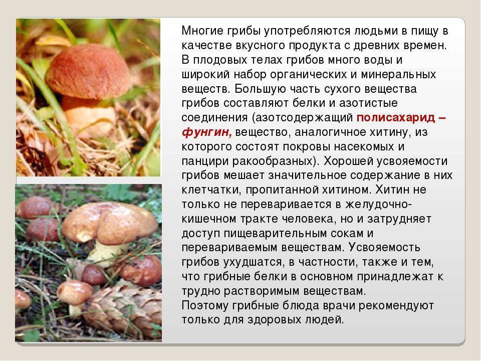 Пять мифов о пользе и вреде грибов: правда ли это кладезь витаминов, замена мясу и полезны ли грибы худеющим