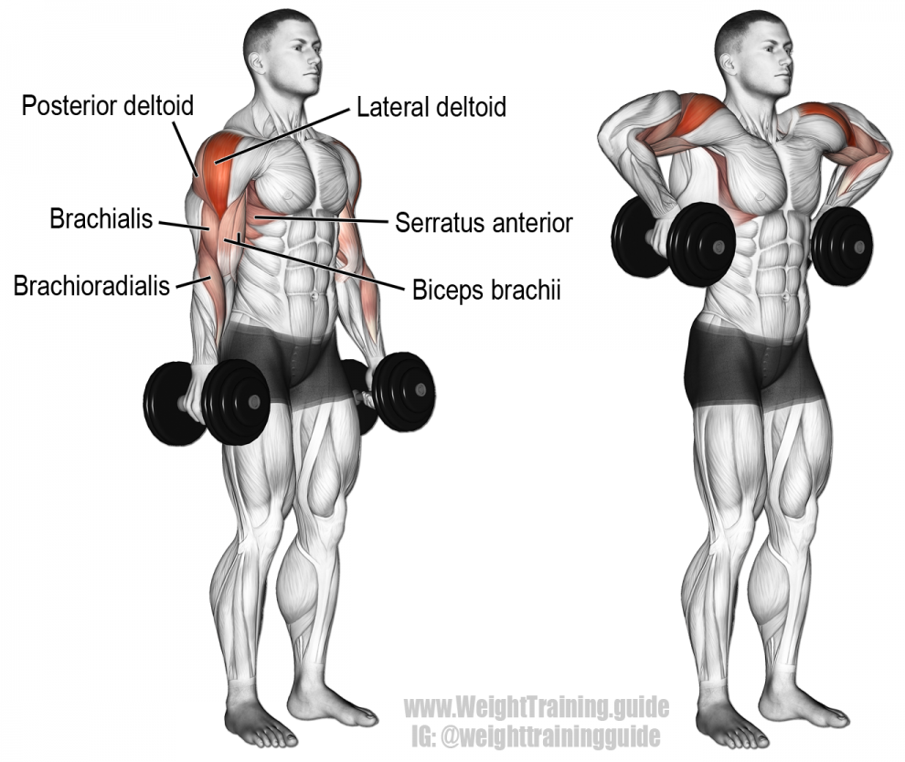 Пражнения на заднюю дельту плеча * как накачать задний пучок - тренировка гантелями и штангой, в тренажерном зале и в домашних условиях