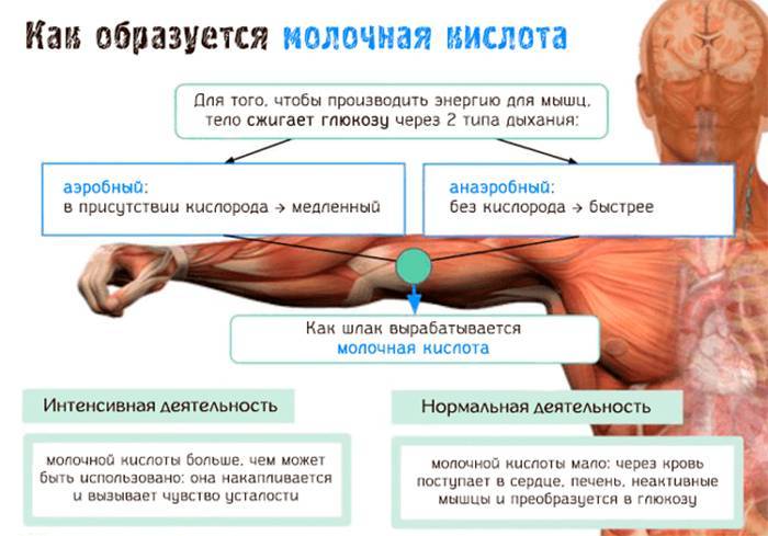 Молочная кислота в мышцах: катализатор роста массы
