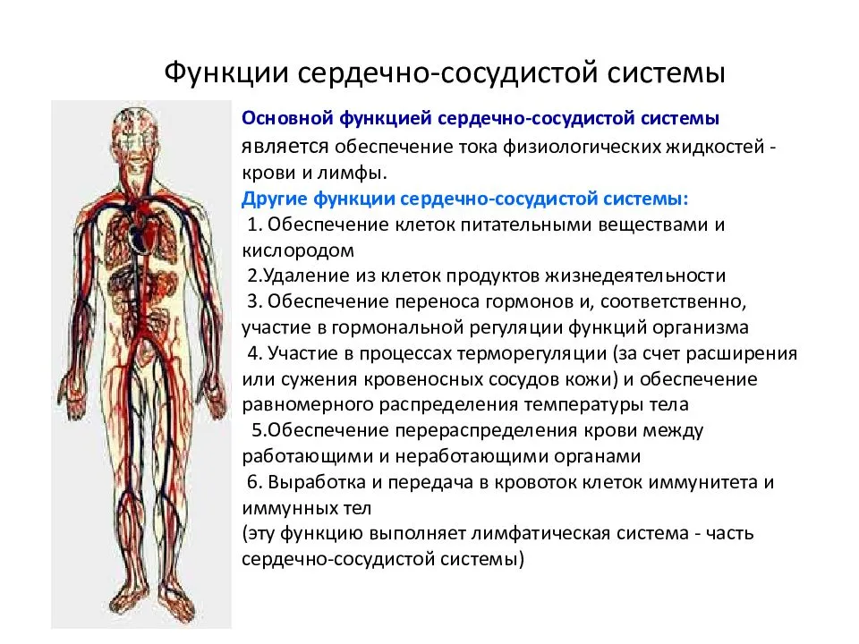 Роль кровообращения в организме. Строение и функции сердечно-сосудистой системы. Кровеносная система функции кратко. Строение сердечной системы человека. Схема кровеносной системы человека строение и функции.