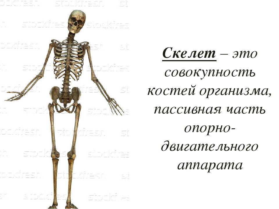 Широкая и тяжелая кость: миф или реальность | пульсплюс | дзен